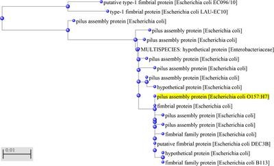 The Fimbrial Gene z3276 in Enterohemorrhagic Escherichia coli O157:H7 Contributes to Bacterial Pathogenicity